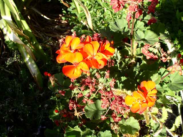 Pelargonium x hortorum