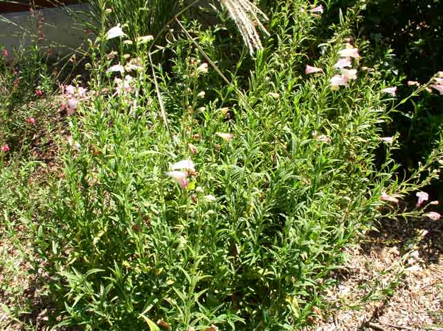 Penstemon hybrids