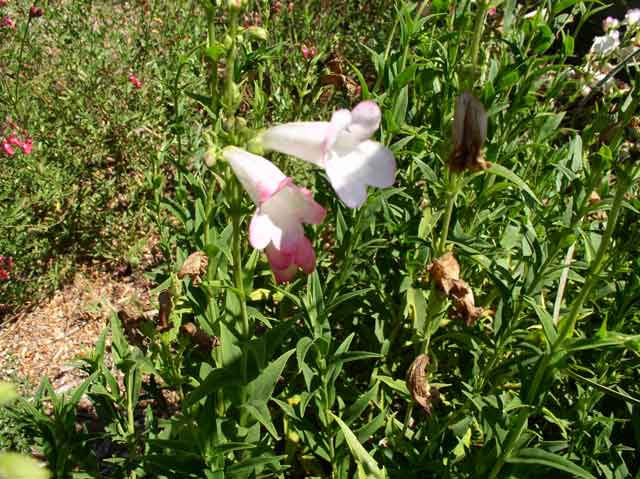 Penstemon hybridsi