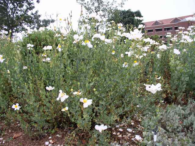 Romneya coulteri