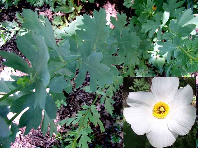 Romneya coulteri