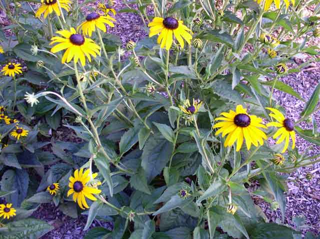Rudbeckia fulgida sullivantii 'Goldsturm'