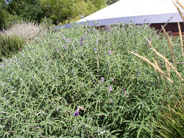 Salvia leucantha