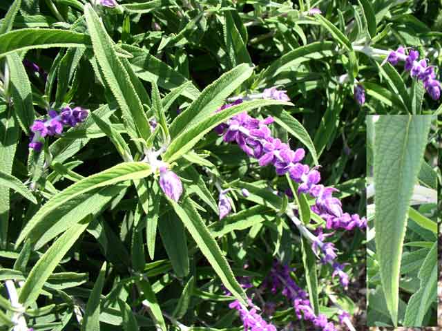 Salvia leucantha