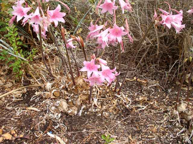 Amaryllis Belladonna