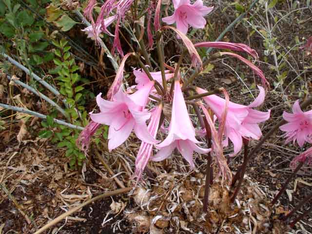 Amaryllis Belladonna