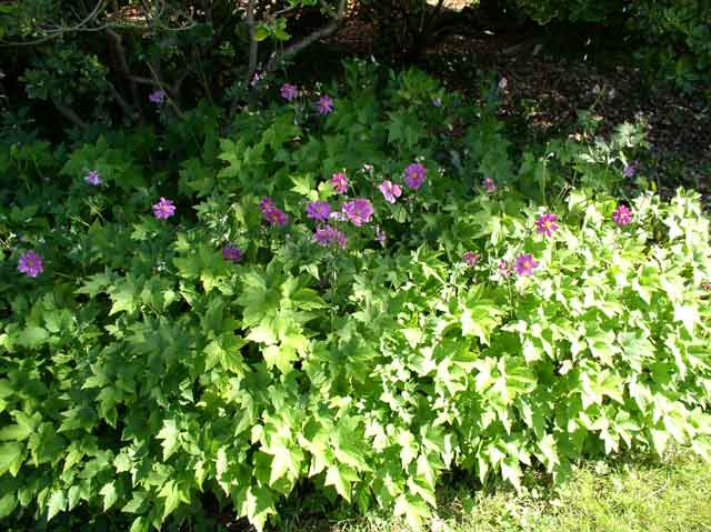 Anemone x hybrida