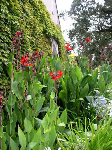 Canna spp.