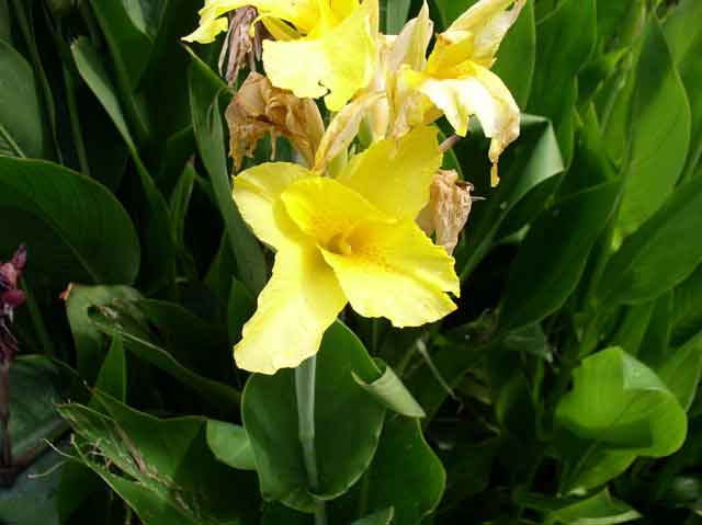 Canna spp.
