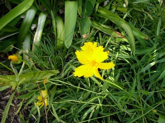 Coreopsis grandiflora