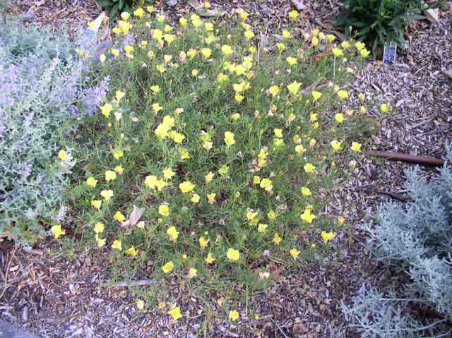 Coreopsis verticillata