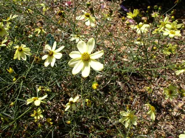 Coreopsis verticillata