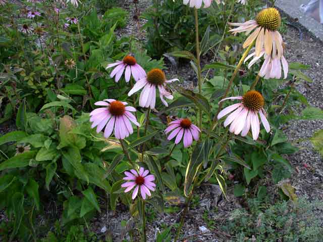 Echinacea purpurea