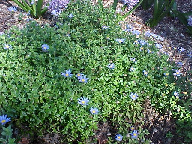 Felicia amelloides