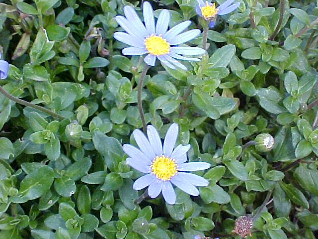 Felicia amelloides