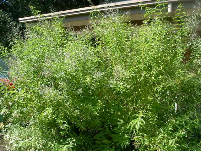 Aloysia triphylla