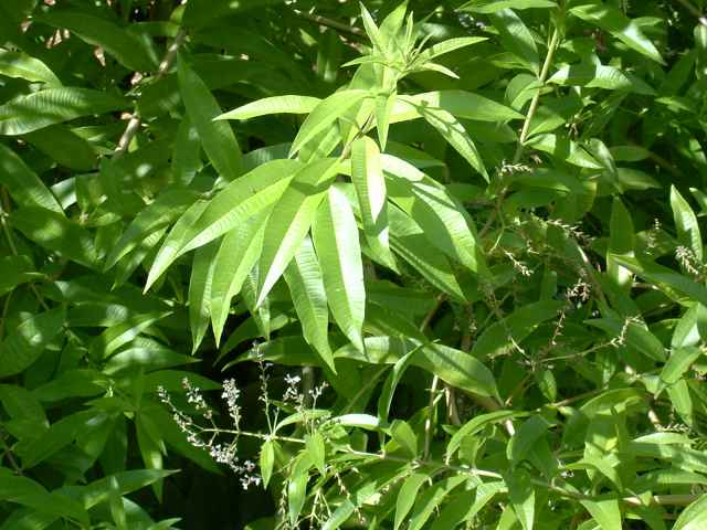 Aloysia triphylla