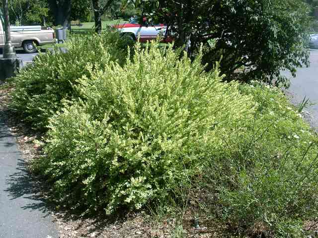 Myrtus communis 'Variegata'