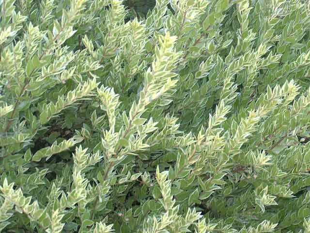Myrtus communis 'Variegata'