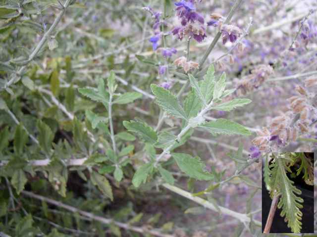 Perovskia atriplicifolia