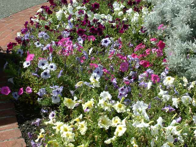 Petunia x hybrida