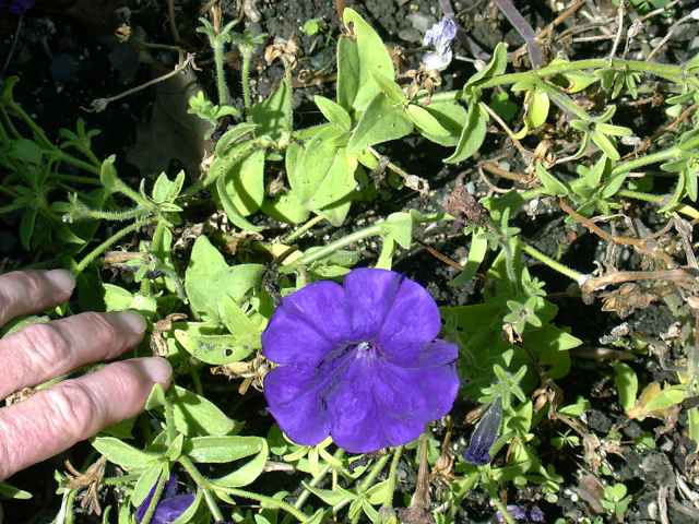 Petunia x hybrida