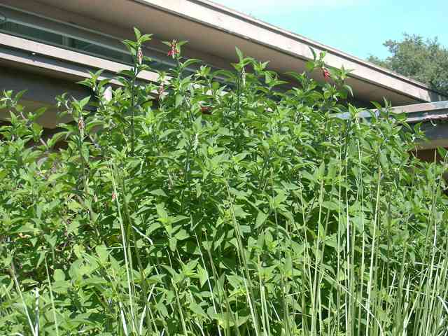 Salvia elegans