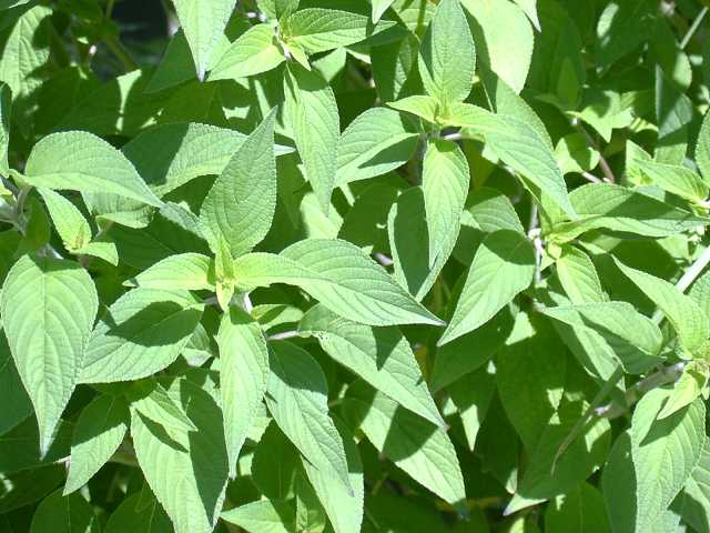 Salvia elegans