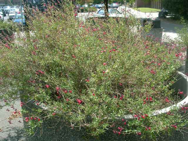 Salvia greggii
