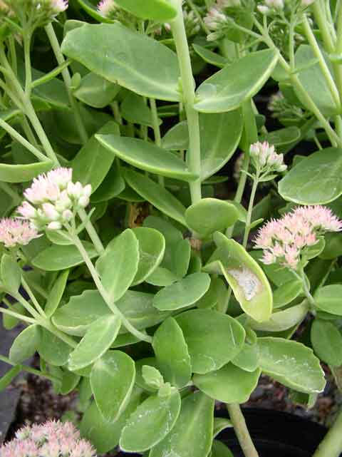 Sedum 'Autumn Joy'