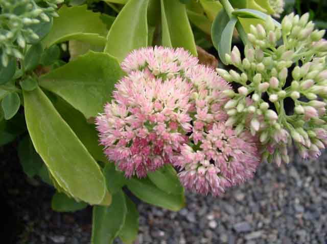 Sedum 'Autumn Joy'