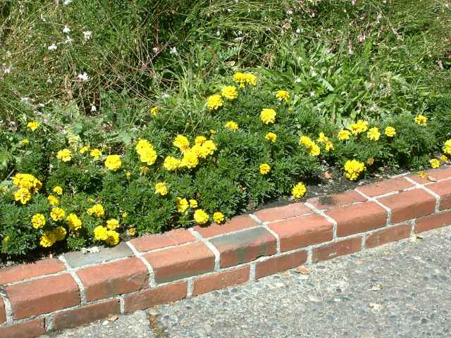 Tagetes spp.