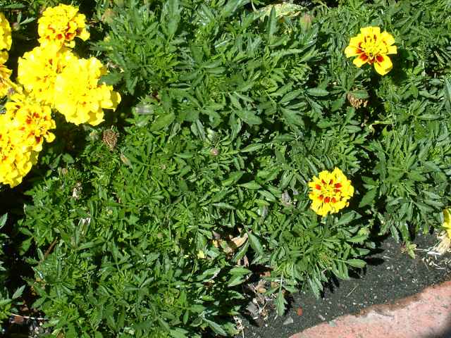 Tagetes spp.