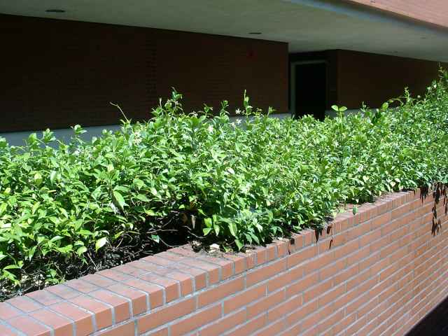 Trachelospermum jasminoides