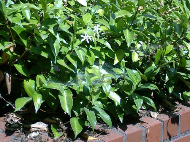 Trachelospermum jasminoides
