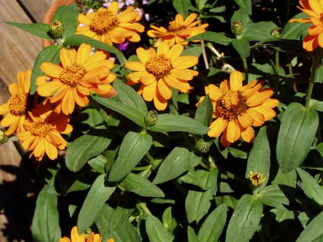 Zinnia angustifolia 