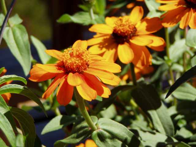 Zinnia angustifolia 
