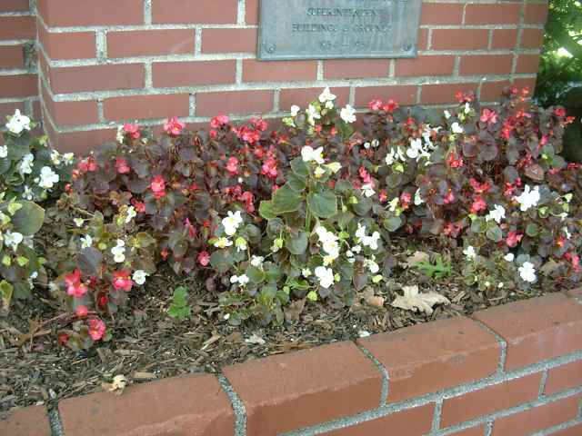 Begonia x semperflorens-cultorum