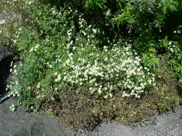 Chrysanthemum parthenium