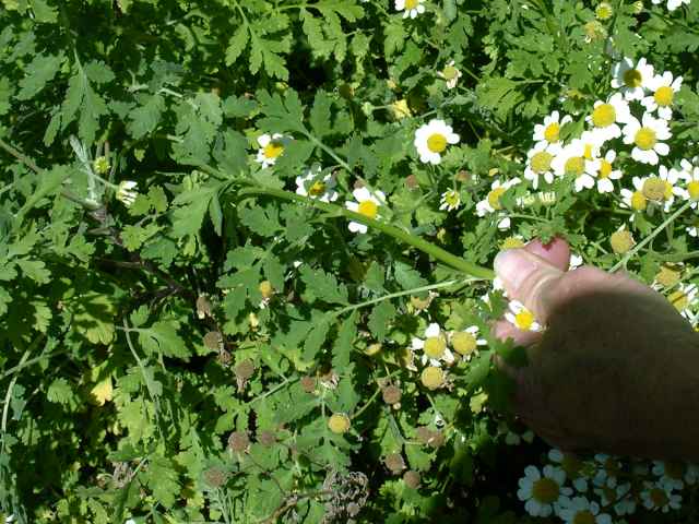 Chrysanthemum parthenium