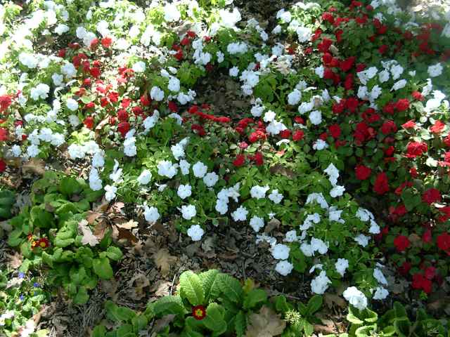 Impatiens walleriana