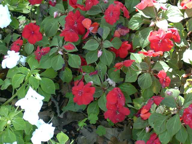 Impatiens walleriana