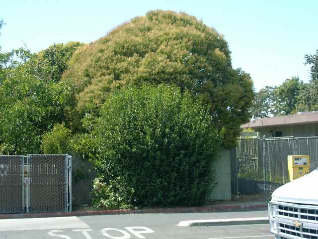 Ligustrum lucidum