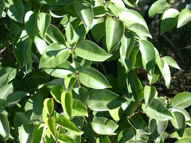 Ligustrum lucidum