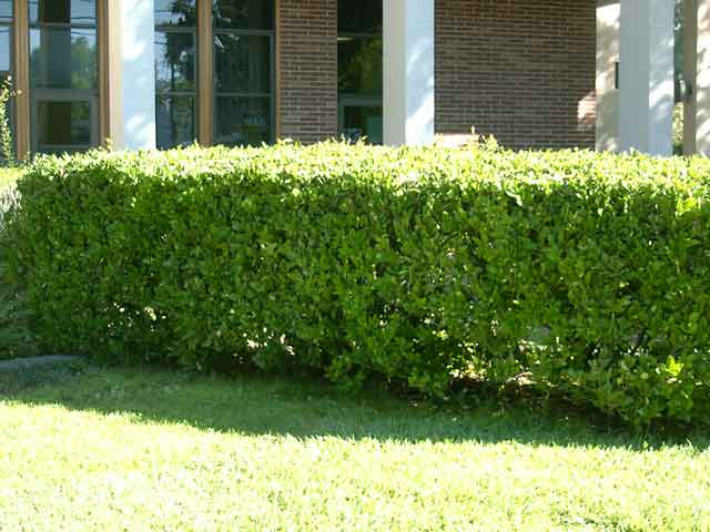 Ligustrum japonicum 'Texanum'