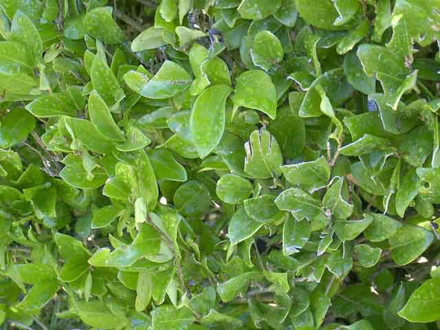 Ligustrum japonicum 'Texanum'