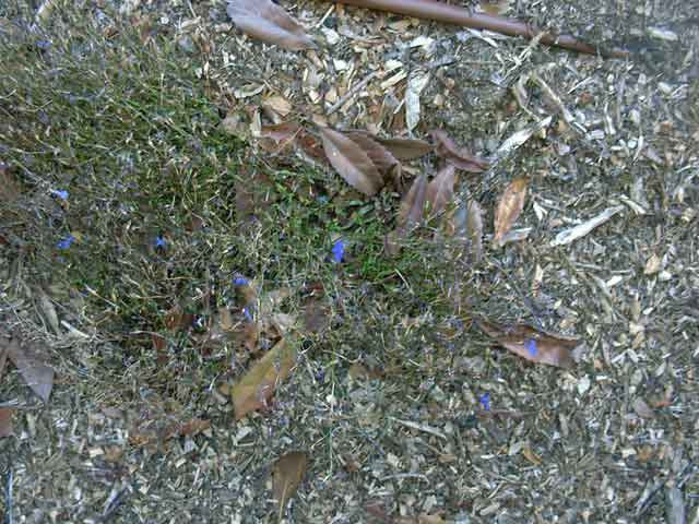 Lobelia erinus