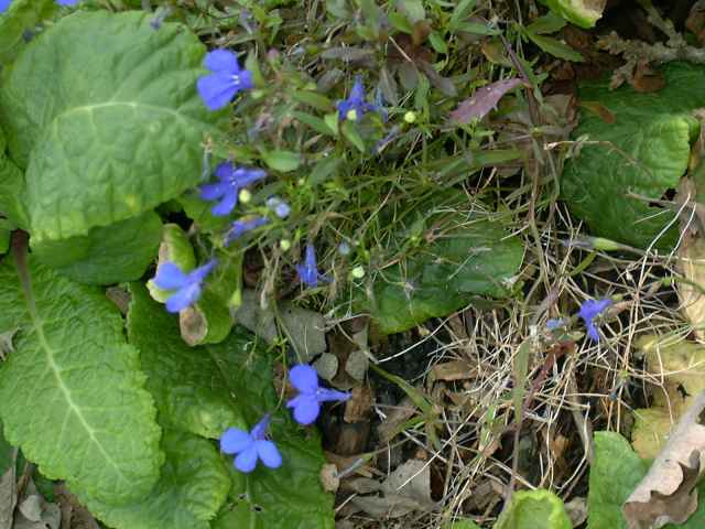 Lobelia erinus