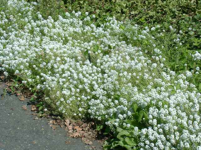 Lobularia maritima