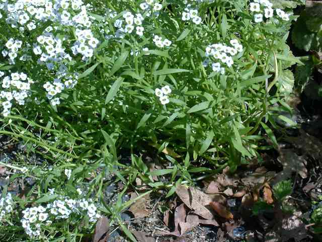 Lobularia maritima